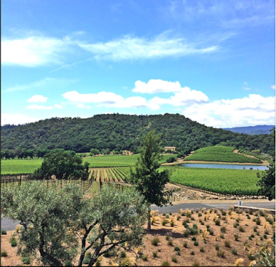 shafer-vineyard-napa-view