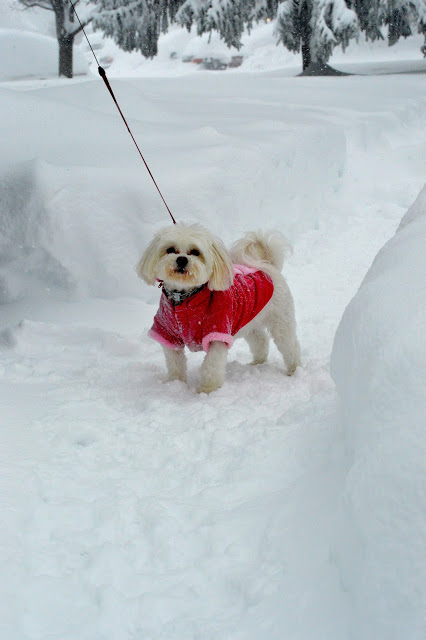 morkie-puppy-snow