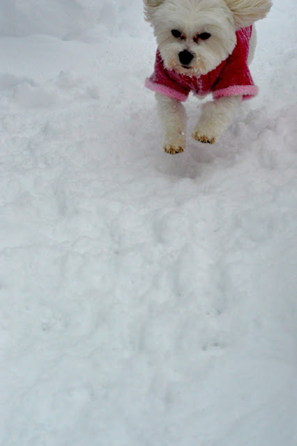 morkie-in-snow