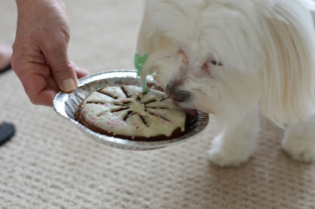 dog-birthday-party-cake-ideas