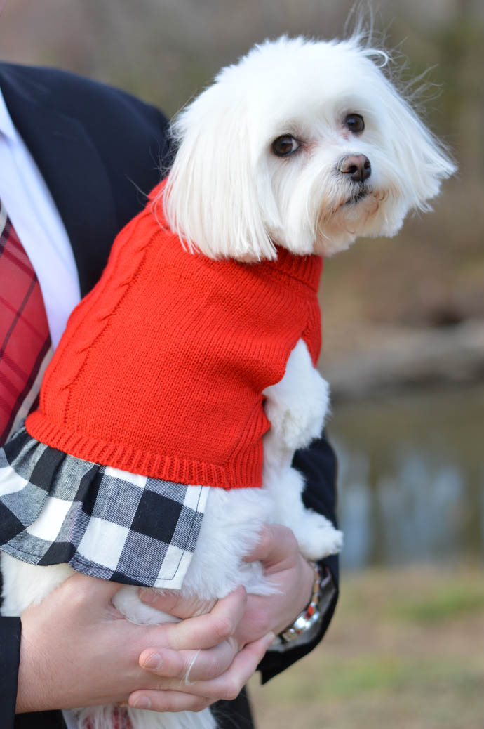 cute christmas dress for dogs