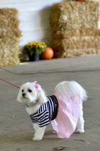 dog halloween costume poodle skirt