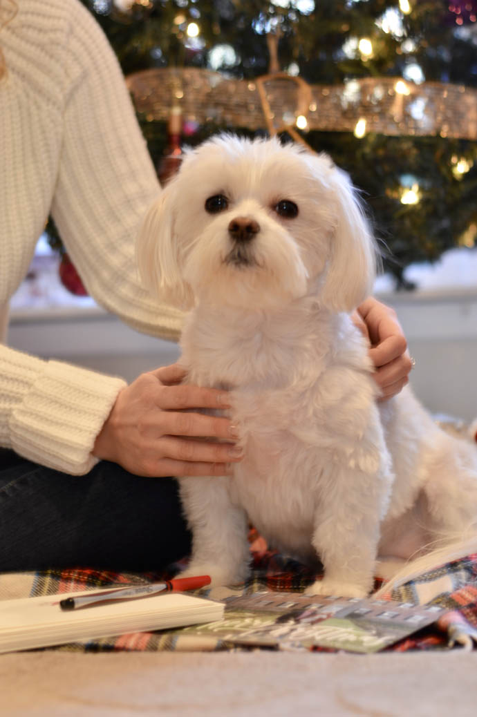 cute maltese yorkie dog