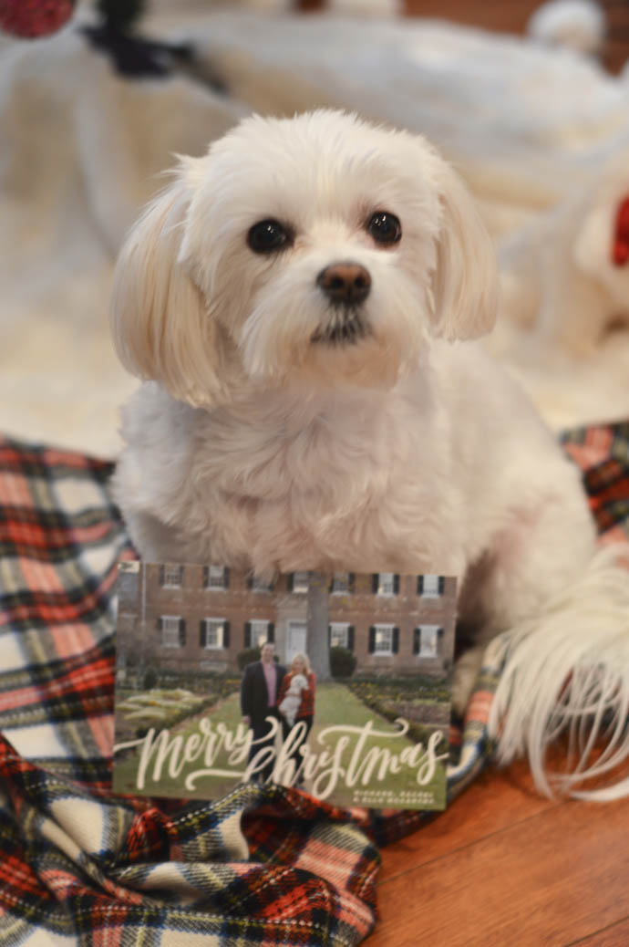 morkie christmas cards