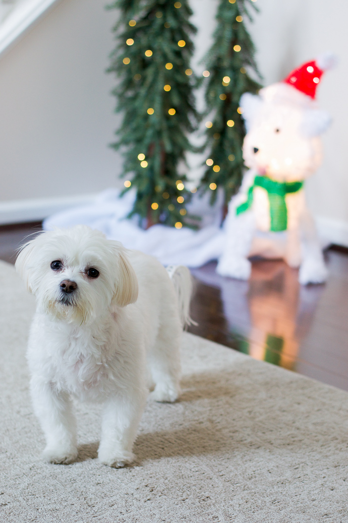 ella white christmas dog