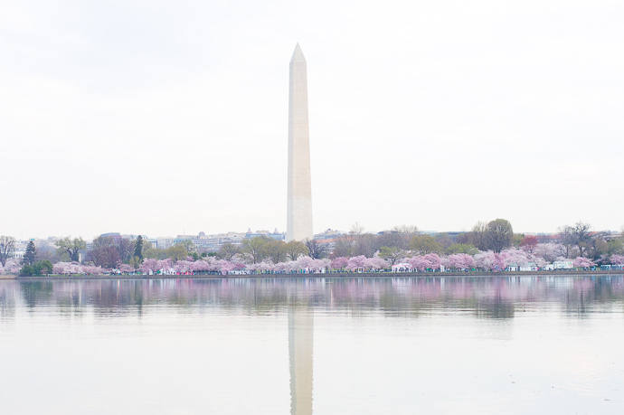 2019 Cherry Blossoms Washington Monument