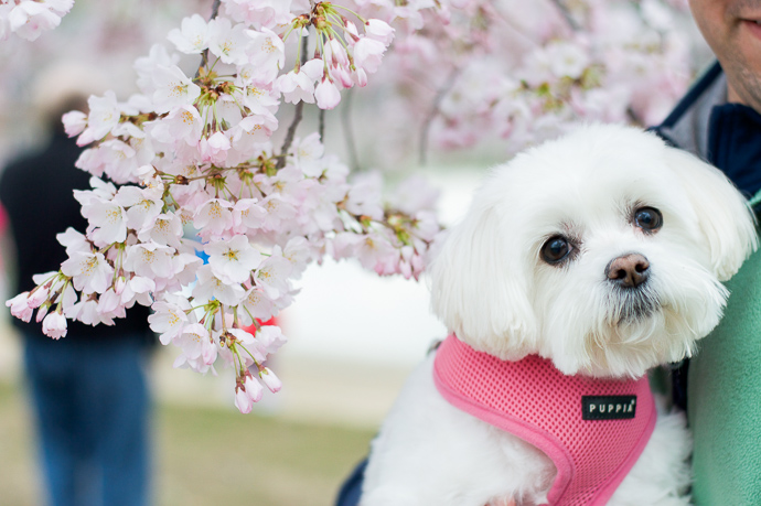Ella 2019 Cherry Blossoms 4
