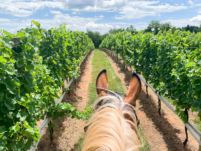 virginia wine country horseback riding